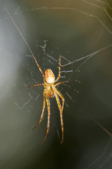 Spider on cobweb