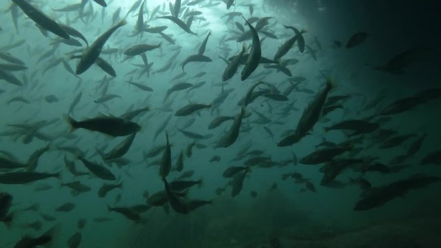school of Black cod fish or Smallscaled Cod (Notothenia microlepidota) swimming underwater in shallow water near shore
