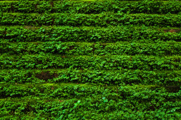 Texture of old stone brink wall covered green moss,for green nature background