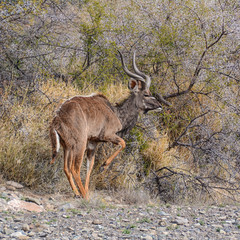 Kudu Bull