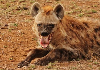 Hyena in Kruger National Park