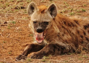 Hyena in Kruger National Park