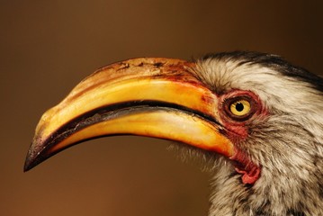 Hornbill in Kruger National Park