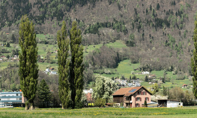 Spring Farm and poplars at Sargans, Swiss Rhine valley