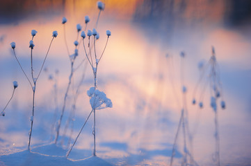 Winter scene with fesh snow on dried plants. Very shallow depth of view and blurred background. 
