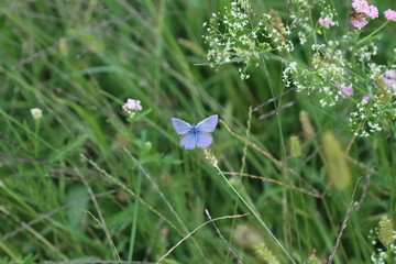farfalla blu azzurra posata su pianta macro