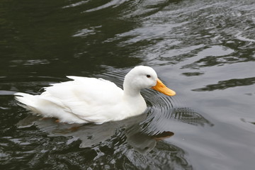 anatra bianca cucciolo che nuota nel lago