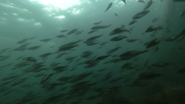 school of Black cod fish or Smallscaled Cod (Notothenia microlepidota) swimming underwater in shallow water near shore
