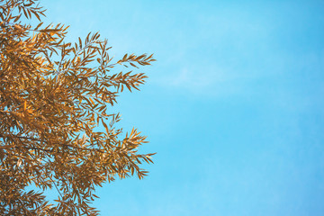 little yellow leaves on a branch against a blue sky background