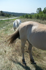 White horse tail close up