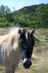 White horse with a black mask on the face in order to avoid insects