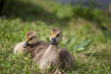 Stockentenbabys an Land