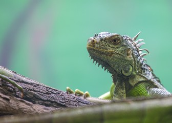 Green Iguana (Iguana iguana)