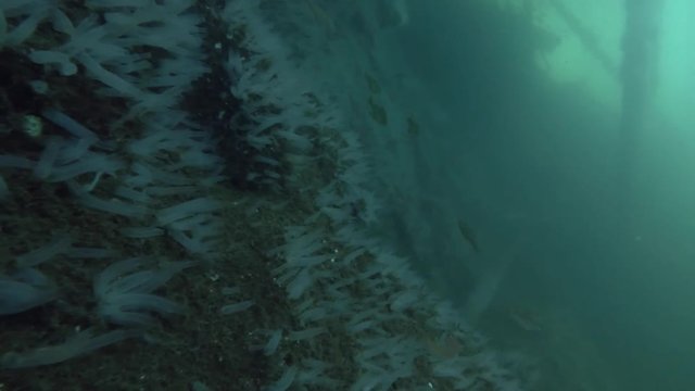 school of Norway pout (Trisopterus esmarkii) swims near large Ascidian colony Transparent sea squirt or Yellow Sea Squirt (Ciona intestinalis, Ascidia intestinalis) 
