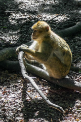 Mystische Atmosphäre im Wald. Gelber mysteriöser Affe auf einer Lichtung
