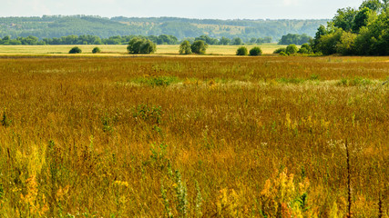 Fototapeta premium Yellow field of dried grass