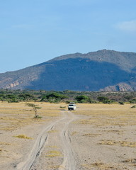 Fototapeta na wymiar Game drive against a mountain background, Shaba National Reserve, Kenya