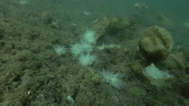 underwater landscape, seabed overgrown with brown algae, laminaria and ascidian colony Transparent sea squirt or Yellow Sea Squirt (Ciona intestinalis, Ascidia intestinalis) 

