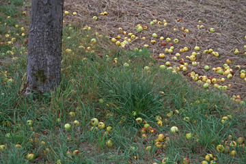 Obraz premium Der Apfel fällt nicht weit vom Stamm - Fallobst unter einem Baum