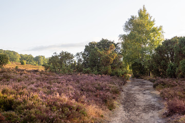 Fototapeta premium Heide Landschaft