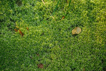 Obraz premium Falen leaf on moss