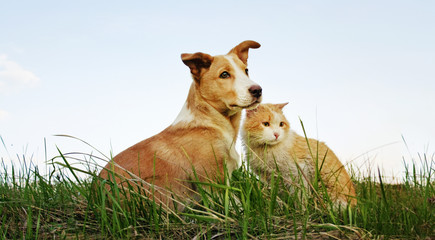 Cat and dog sitting together on the grass - 221501396