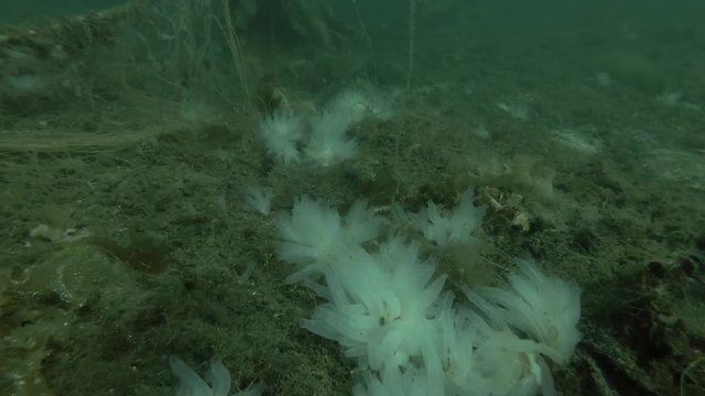 underwater landscape, seabed overgrown with brown algae Cat Gut, Dead Man's Rope or Sea Lace (Chorda filum), Laminaria and ascidian colony Transparent sea squirt (Ciona intestinalis) 
