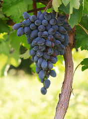 ripe bunches of blue grape fruit of autumn harvest ready for further processing in agriculture and manufacturing and wine