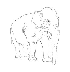 Elephant black outline on white, 2D illustration.