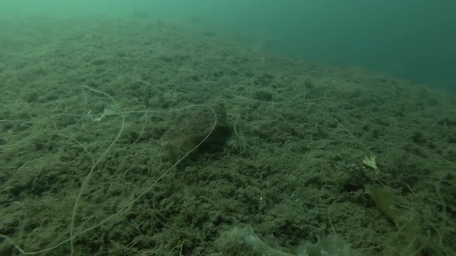Lemon sole (Microstomus kitt) swim over seabed overgrown with brown algae Sea Lace (Chorda filum), Laminaria and ascidian colony Transparent sea squirt (Ciona intestinalis, Ascidia intestinalis) 
