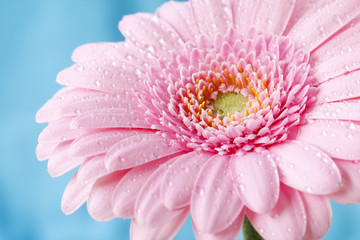 Fototapeta na wymiar Close up duotone image of single pink gerbera germini fllower covered in water droplets against a blue pastel background