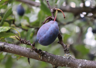 ripe plums on a tree