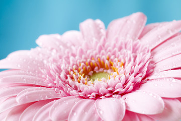 Obraz na płótnie Canvas Close up duotone image of single pink gerbera germini fllower covered in water droplets against a blue pastel background