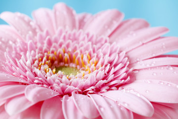 Close up duotone image of single pink gerbera germini fllower covered in water droplets against a blue pastel background