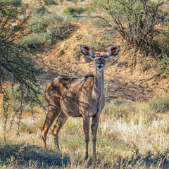 Female Kudu
