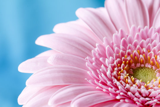 Close up duotone image of single pink gerbera germini fllower against a blue pastel background