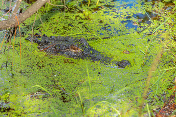 wow a 3-4 foot alligator on the waters edge just 2 feet from walking path along gator lake, St. Andrews State Park, Florida