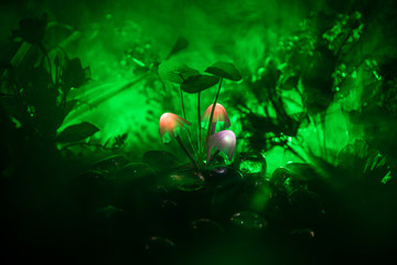 Three fantasy glowing mushrooms in mystery dark forest close-up. Beautiful macro shot of magic mushroom or three souls lost in avatar forest. Fairy lights on background with fog.