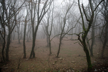 Landscape with beautiful fog in forest on hill or Trail through a mysterious winter forest with autumn leaves on the ground. Road through a winter forest. Magical atmosphere. Azerbaijan