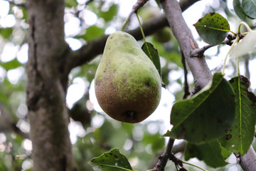 a pear on a tree