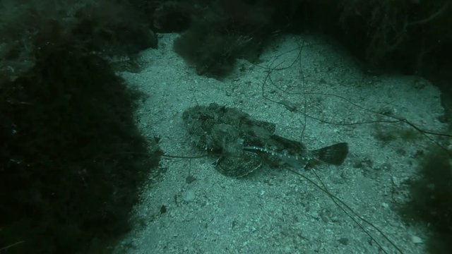 Monkfish or Angler fish (Lophius piscatorius) lies on the sand
