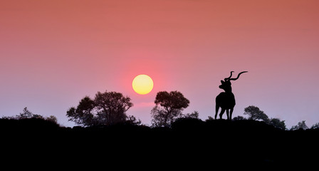 Kudu Sunset