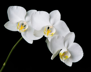 Orchid_1