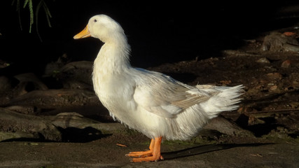Pato