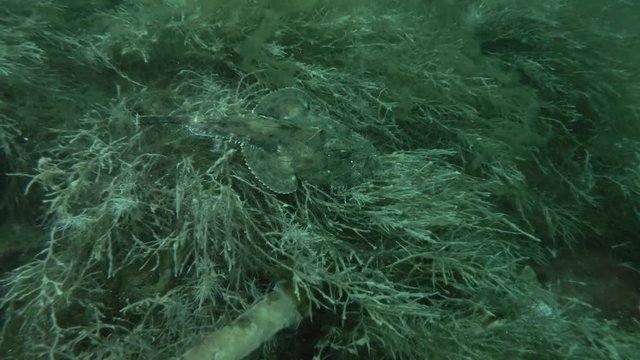 Monkfish or Angler fish (Lophius piscatorius) lies on the seaweed
