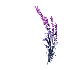 Lavender flower watercolor illustration. Straight lavender branch. Wedding and Valentine s day...