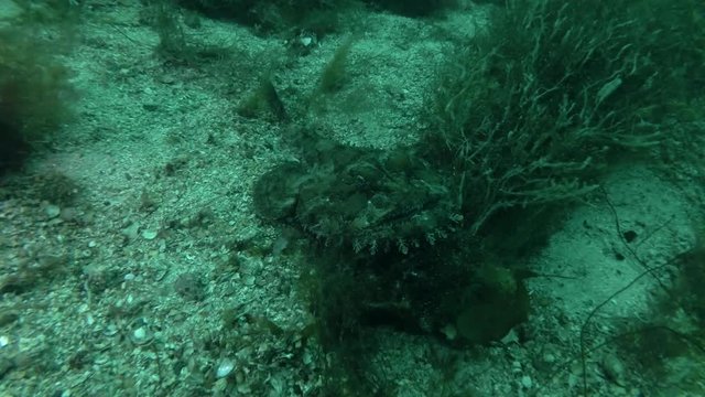 Monkfish or Angler fish (Lophius piscatorius) lies on the seaweed
