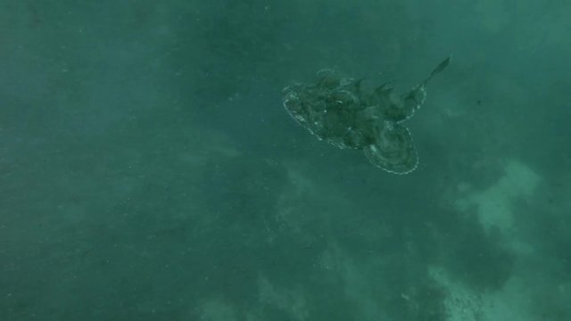 Monkfish or Angler fish (Lophius piscatorius) swim over seaweed in a cloud of sand dust
