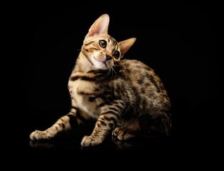 Portrait of young bengal purebred cat on black background.