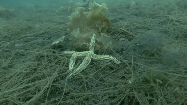 Queen scallop (Aequipecten opercularis) swim over Spiny Starfish (Marthasterias glacialis) 
